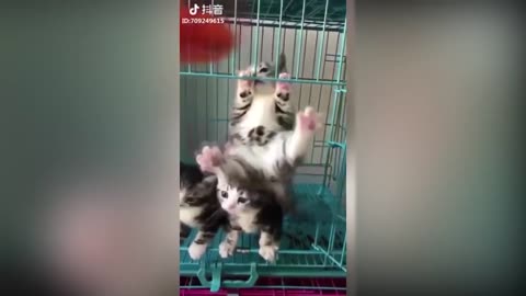 Tik Tok Cute Cats