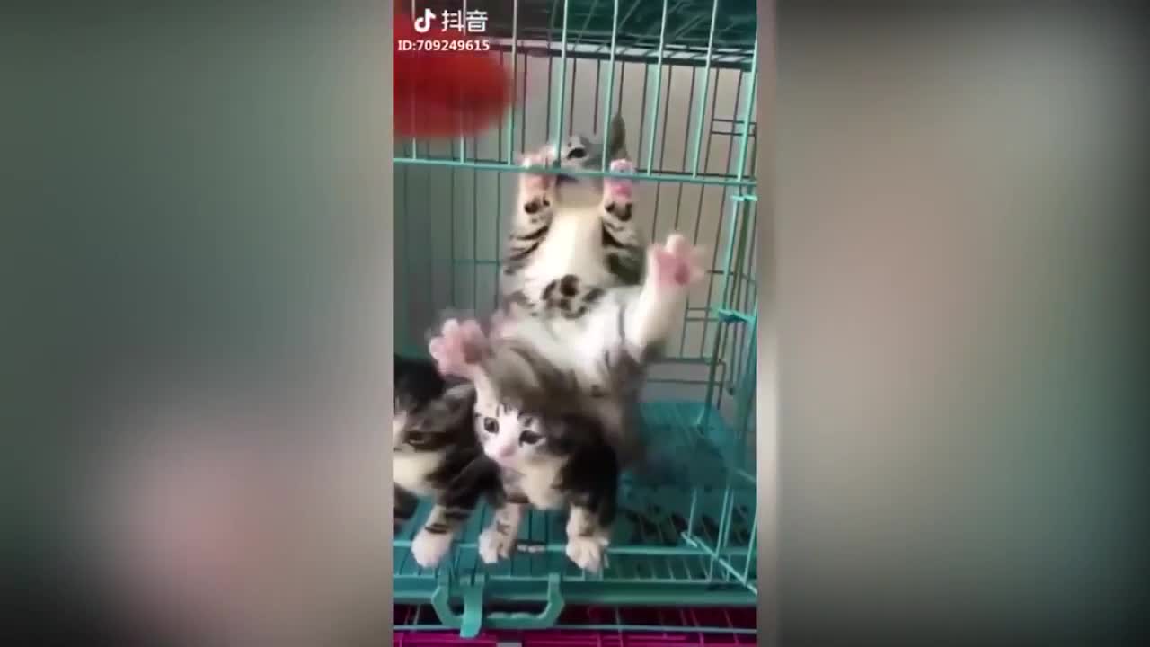 Tik Tok Cute Cats