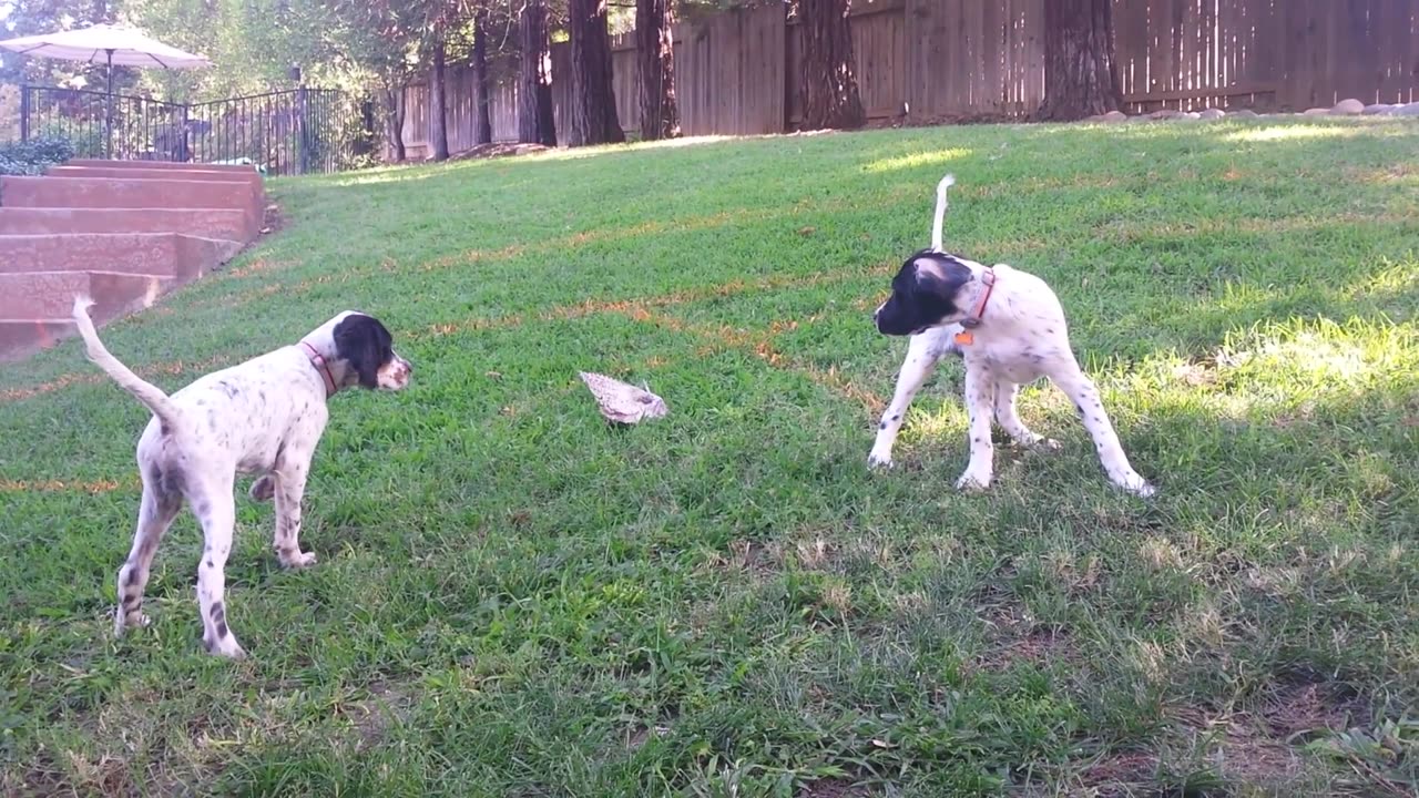 English Setter Training - Mac and Floyd at 3 months