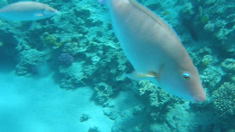 Fish in Red sea