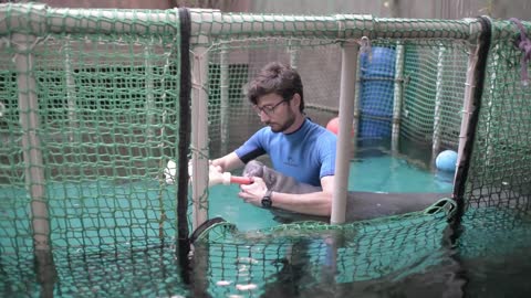 A Man feeding Baby Manatee with Milk from a Bottle in the Aquarium