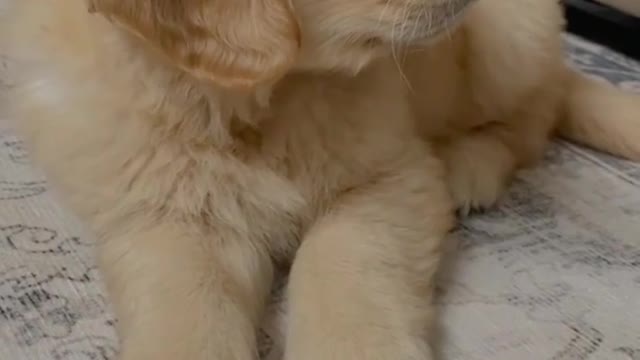 Cute puppy | loving puppy love