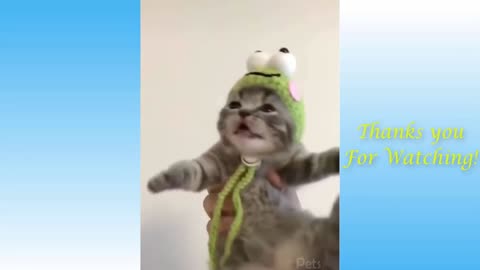 Top Funny Cat Videos of 2021 **TRY NOT TO LAUGH**