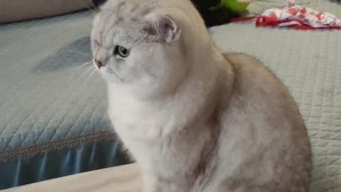 cat