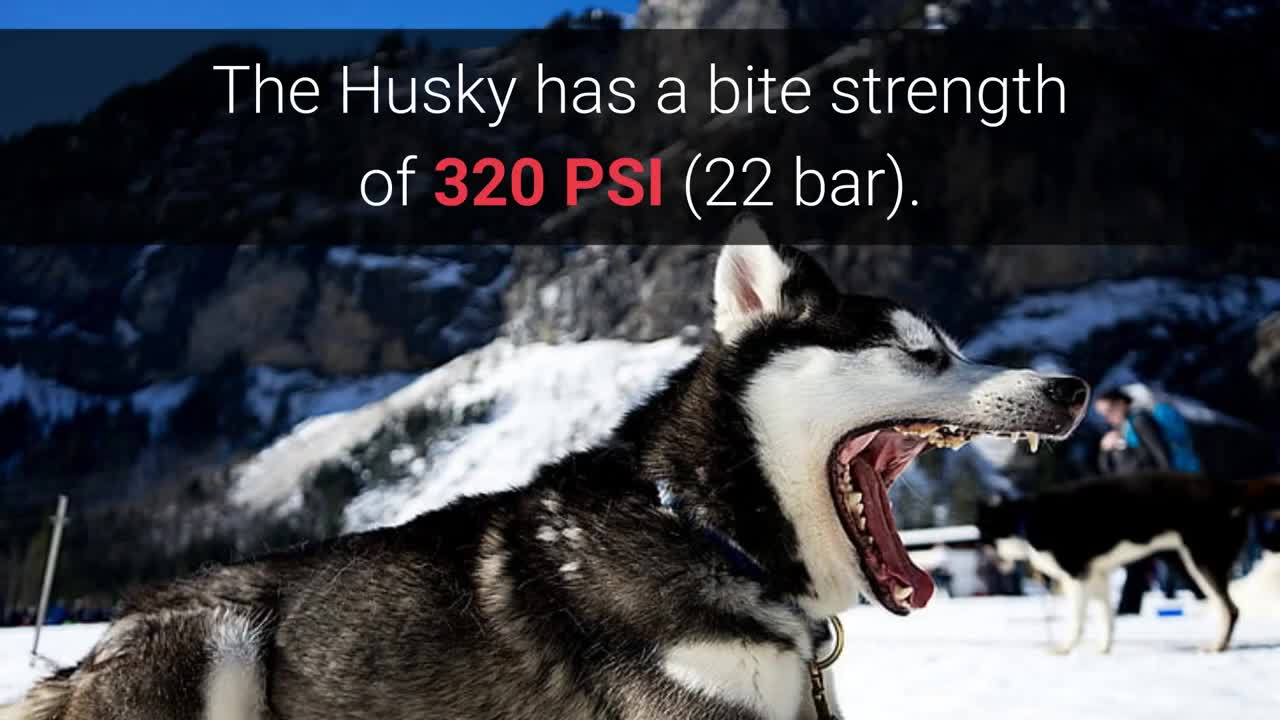 Strongest Dogs – TOP 20 Dog Breeds With The Strongest Bite In The World!