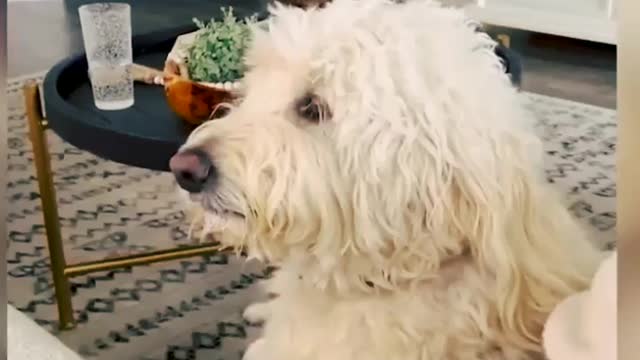 Crazy Animal playing with me Video || Funny Animal Funny Moments #animal #dog #dogs #cat #cats #pet