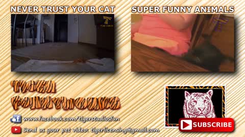 CRAZY CATS !! INSANE CATS !! YOU'RE GOING TO CRACK SO MUCH LAUGHTER!