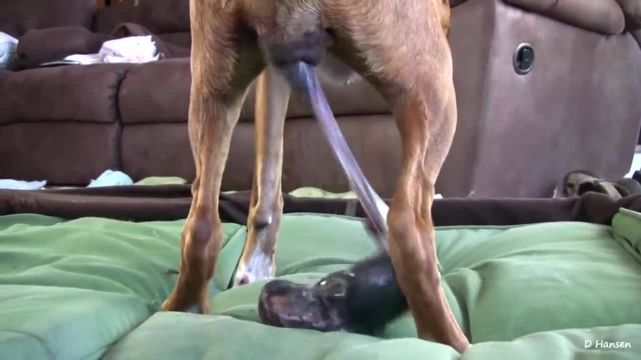 Dog Gave birth While Standing!!