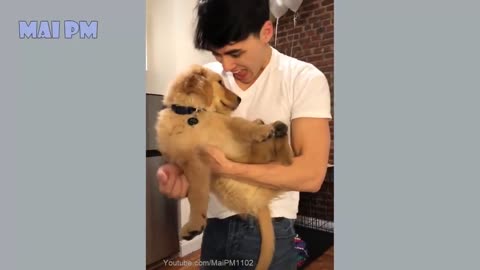 Funny & cute dogs 2021
