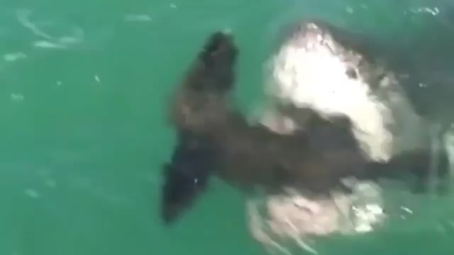 No matter how hard the sea lion tries to escape, the shark gets hit