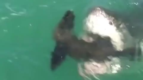 No matter how hard the sea lion tries to escape, the shark gets hit