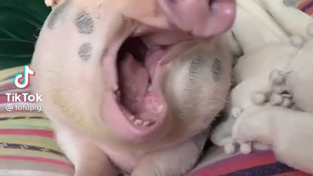 Sleeping bad in to the 🐷🐷🐷