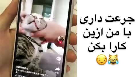 Annoying cats without nerves 🤣