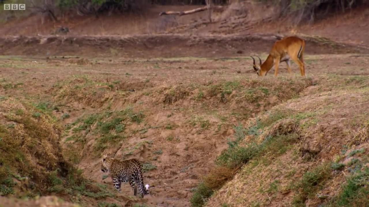 Impala Miraculously Escapes Jaws Of Leopard | The Hunt | BBC Earth