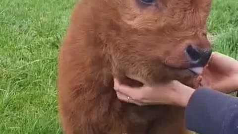 An adorable moo