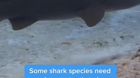 Shark