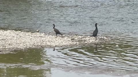 Cormorants are back at James Gardens Humber River