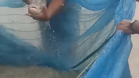 मछली से अंडे निकलने की तैयारी