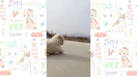 Funny Dogs & Cats animal video | try not to laugh challenge if you laugh you need to subscribe
