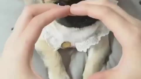 Best pet Video in Canada and USA 2021