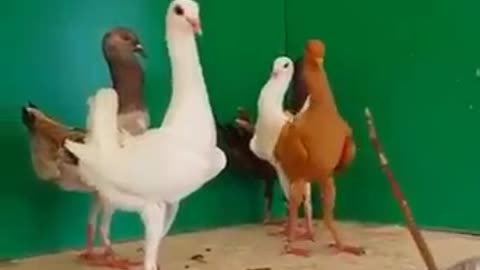 Unique pigeon