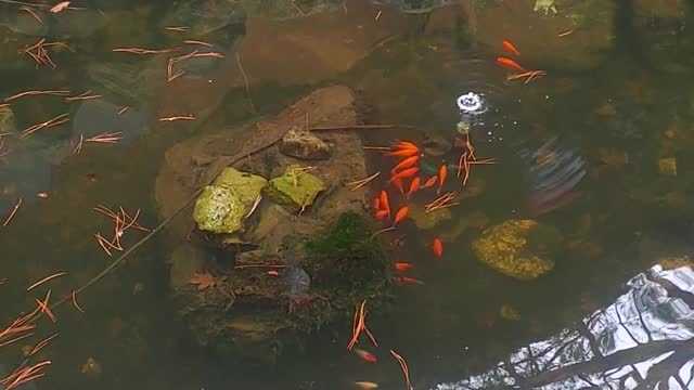 A small pond where goldfish live