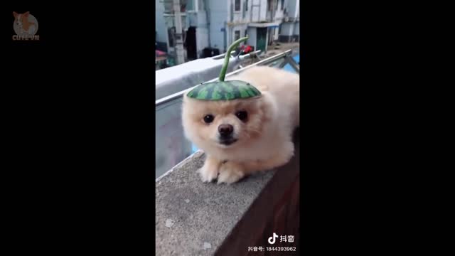 this is why we love puppies