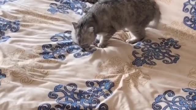 The kitten plays on the bed