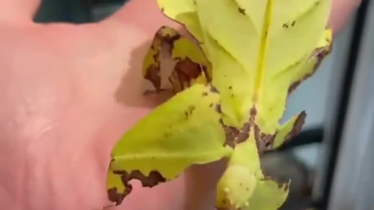 Some cool insects when they are: baby vs grown up