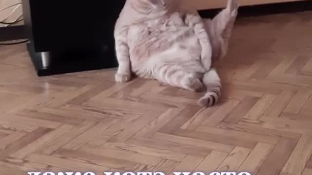 Funny cat