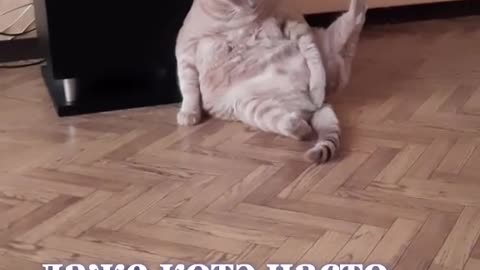 Funny cat