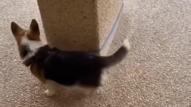 Very funny videos of dog, Dog gone mad