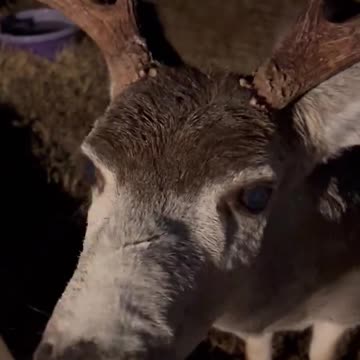Cookies make his nose glow! Big job tonight!