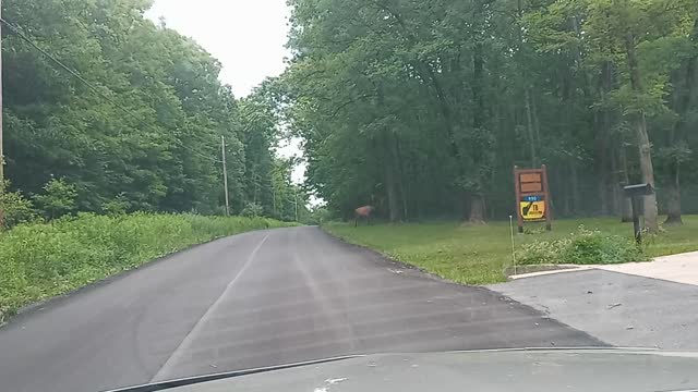 Two big ol elk