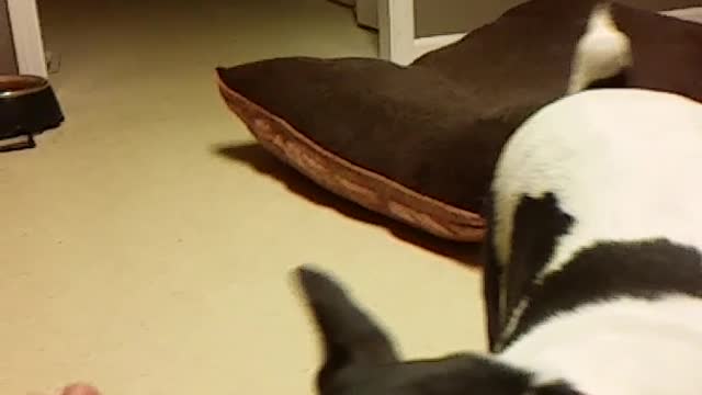 Slow motion white and black dog runs towards camera from bed with green tennis ball to give to owner