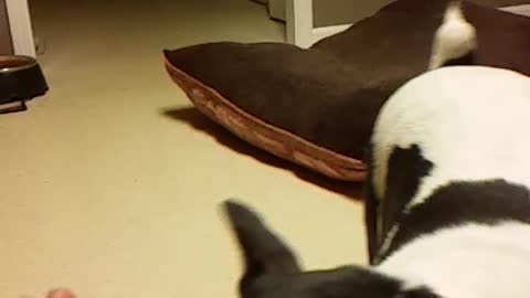 Slow motion white and black dog runs towards camera from bed with green tennis ball to give to owner