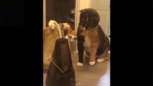 *Cute And Funny Pets *