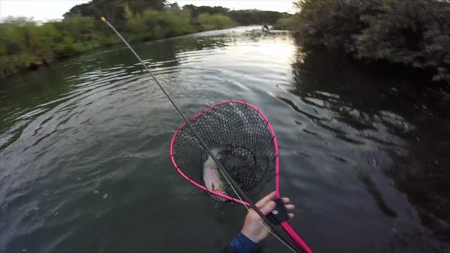 Fly Fishing in NZ, Tauranga Taupo River.