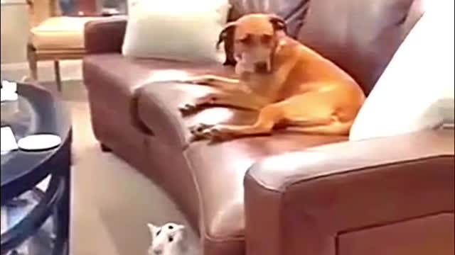 Game time dog 🤣