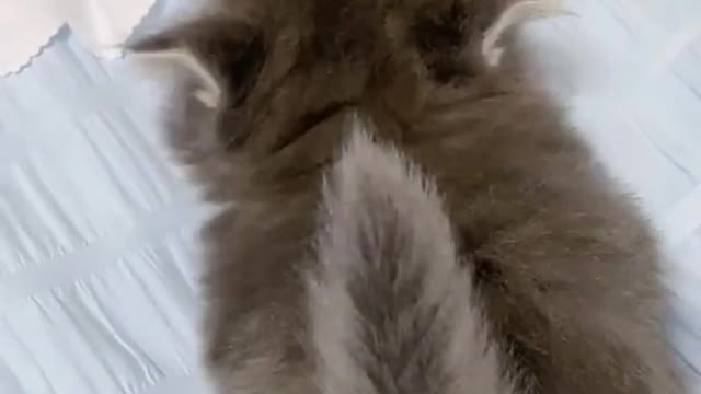 Cute cat compilation