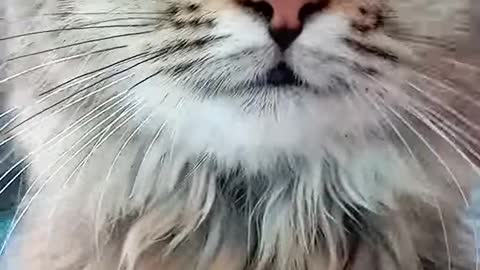 The cat is a beauty.
