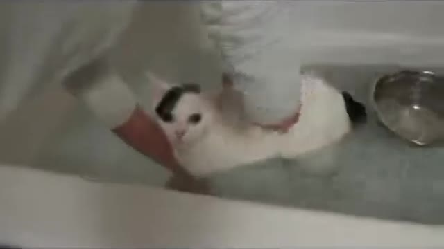 Cats Saying No To Baths