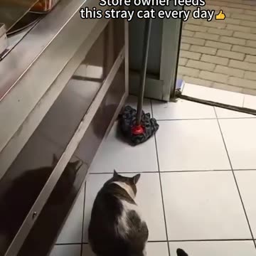 Funniest cats🐱In The World😂 Funny and Fails Pets Video #shorts #54 #cats #funny #animals