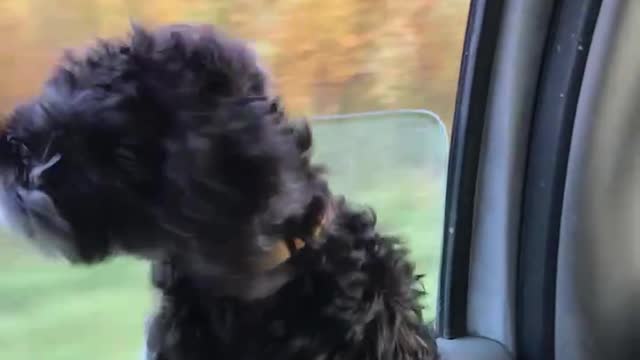 Dog love the wind in face