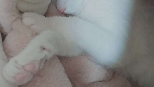 A cat that seems to be dreaming