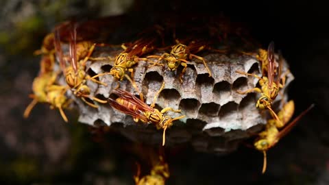 hard-working bee