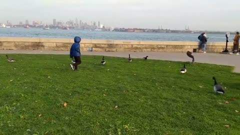 Babies and ducks become friends