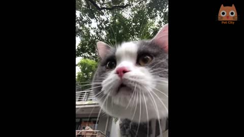 Videos Divertidos de Gatitos