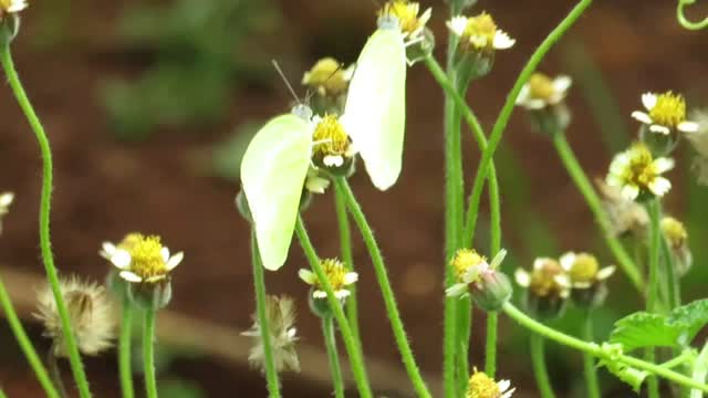 black-jack plant in Lyside Sulphur butterfly