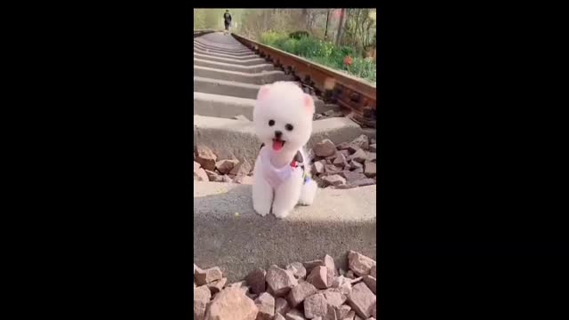 Small cute little dogi video ll fantastic Small dogi video ll